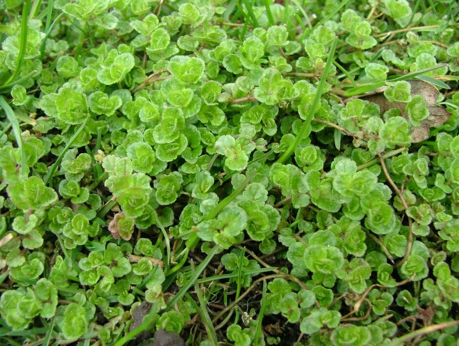 slender speedwell