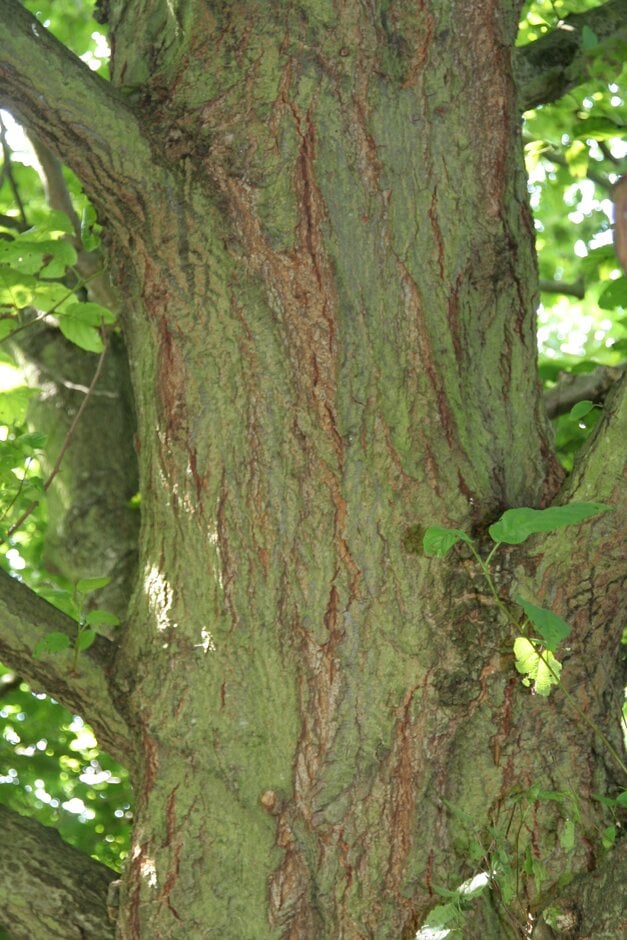 Caucasian alder