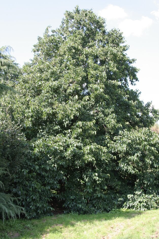 Caucasian alder