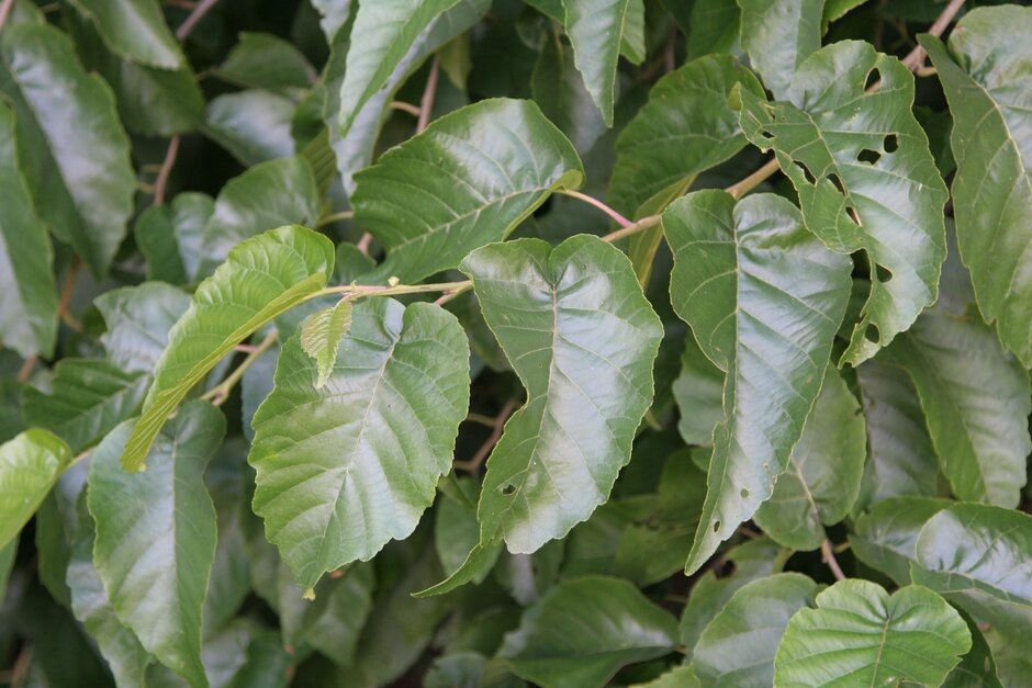 Caucasian alder