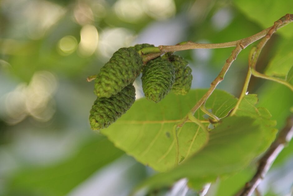 Caucasian alder