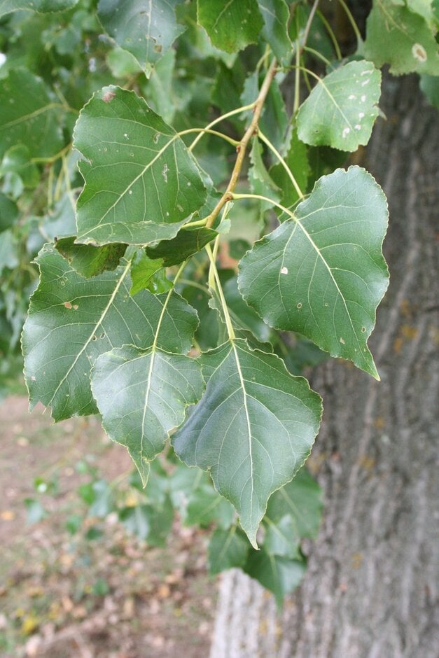 eastern cottonwood