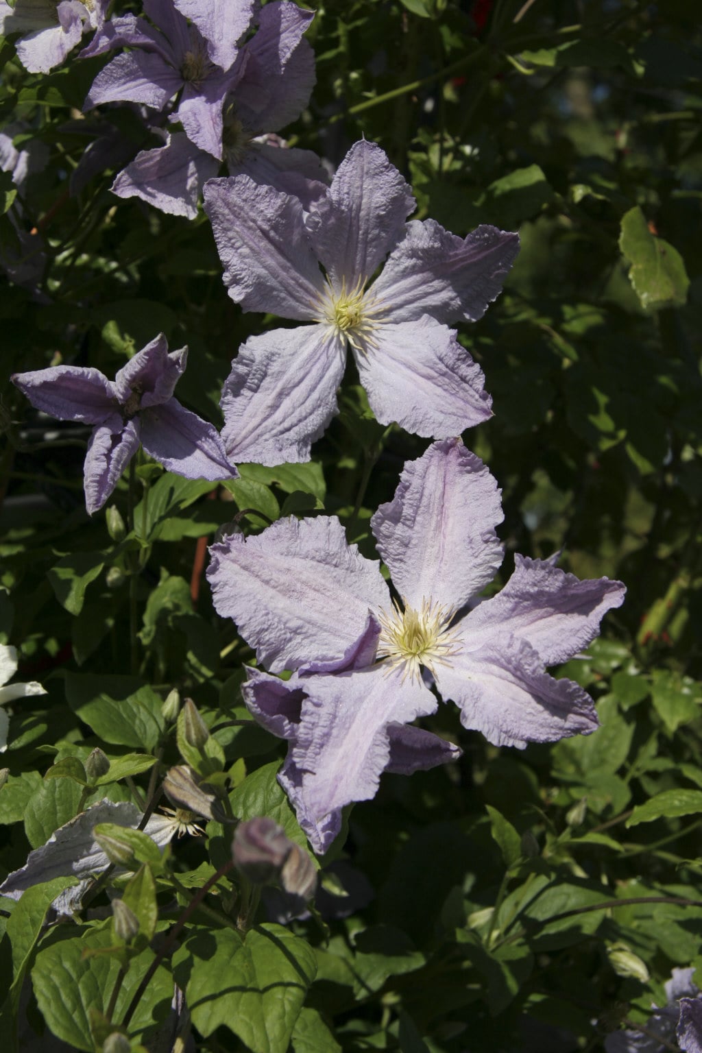 clematis 'Blekitny Aniol'