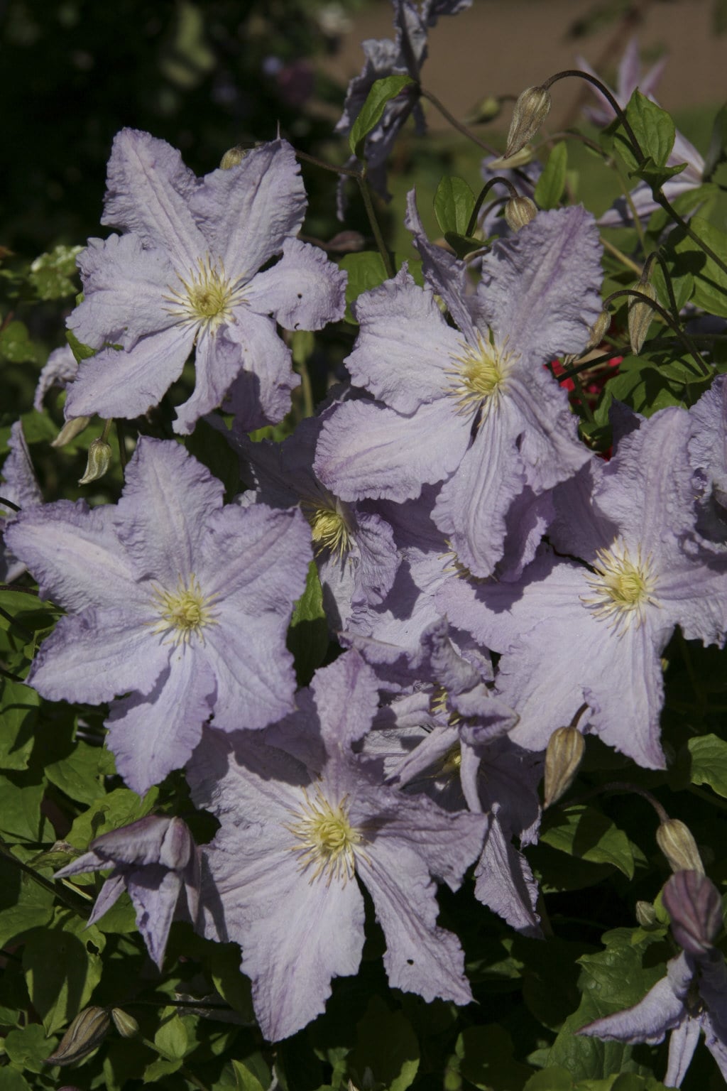 clematis 'Blekitny Aniol'