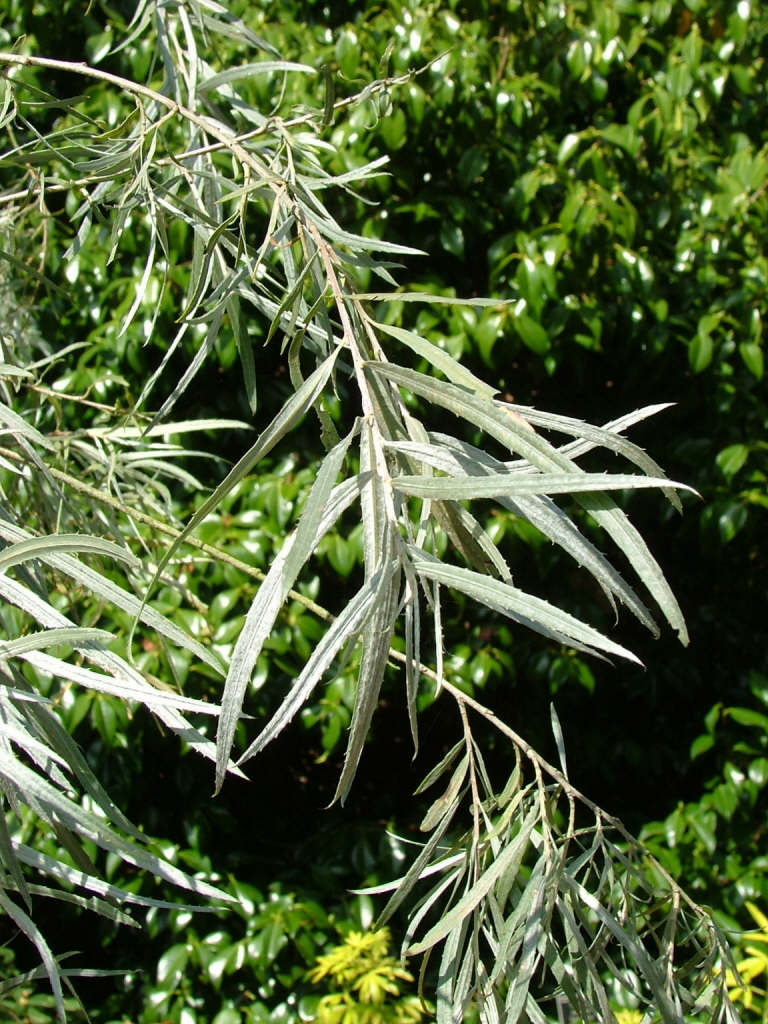 coyote willow