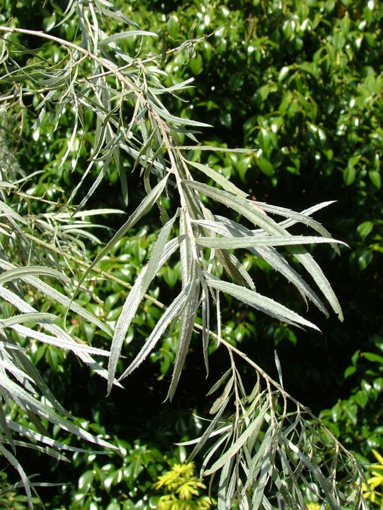 coyote willow