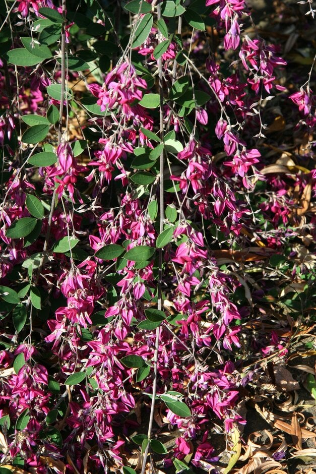 Thunberg lespedeza