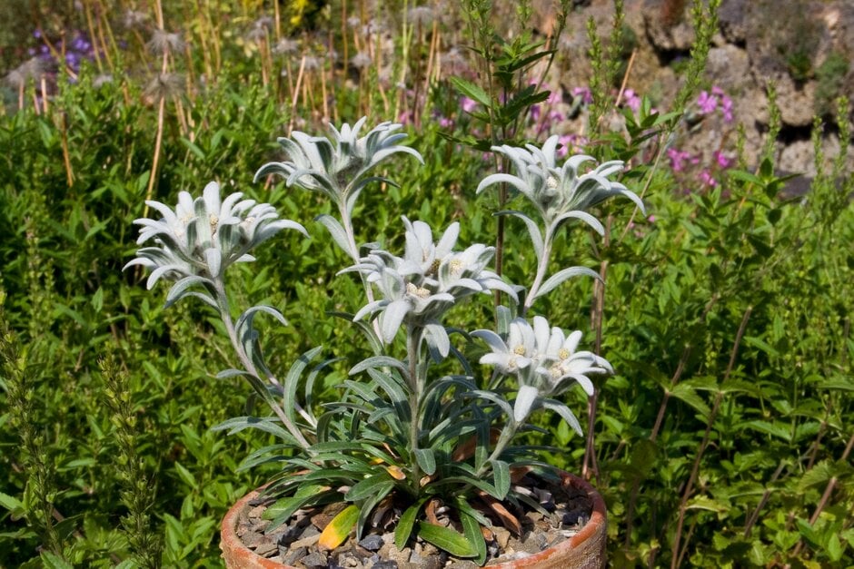 <em>Leontopodium</em> <em>alpinum</em> subsp. <em>alpinum</em>