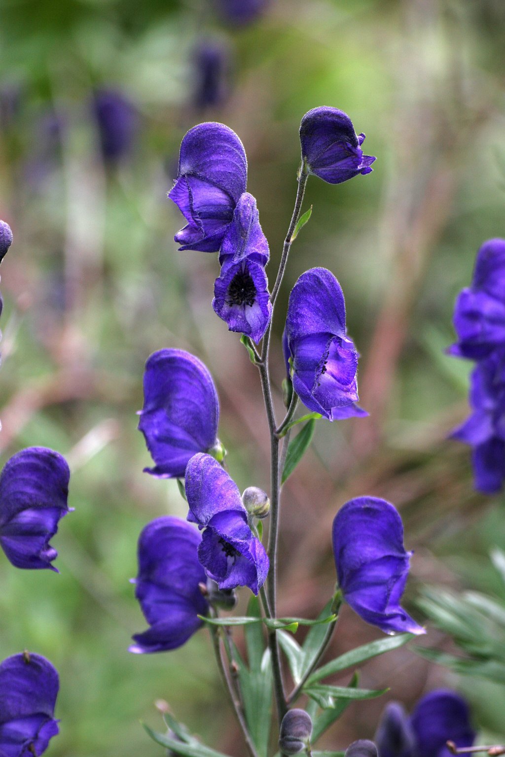 Aconitum napellus | monk's hood/RHS Gardening