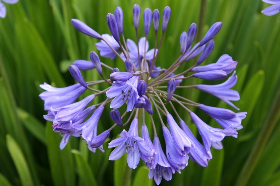 African lily 'Blue Bird'