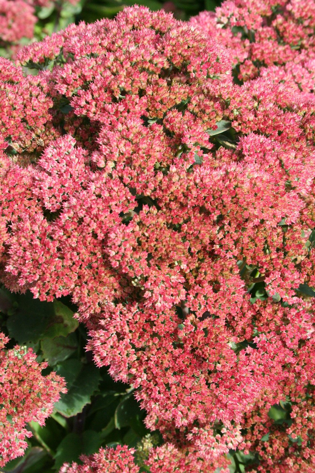 Sedum &Munstead Red& | stonecrop &Munstead Red& Herbaceous Perennial