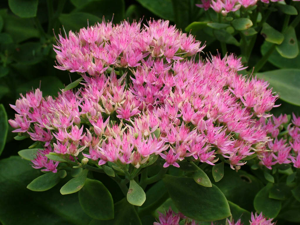 ice plant