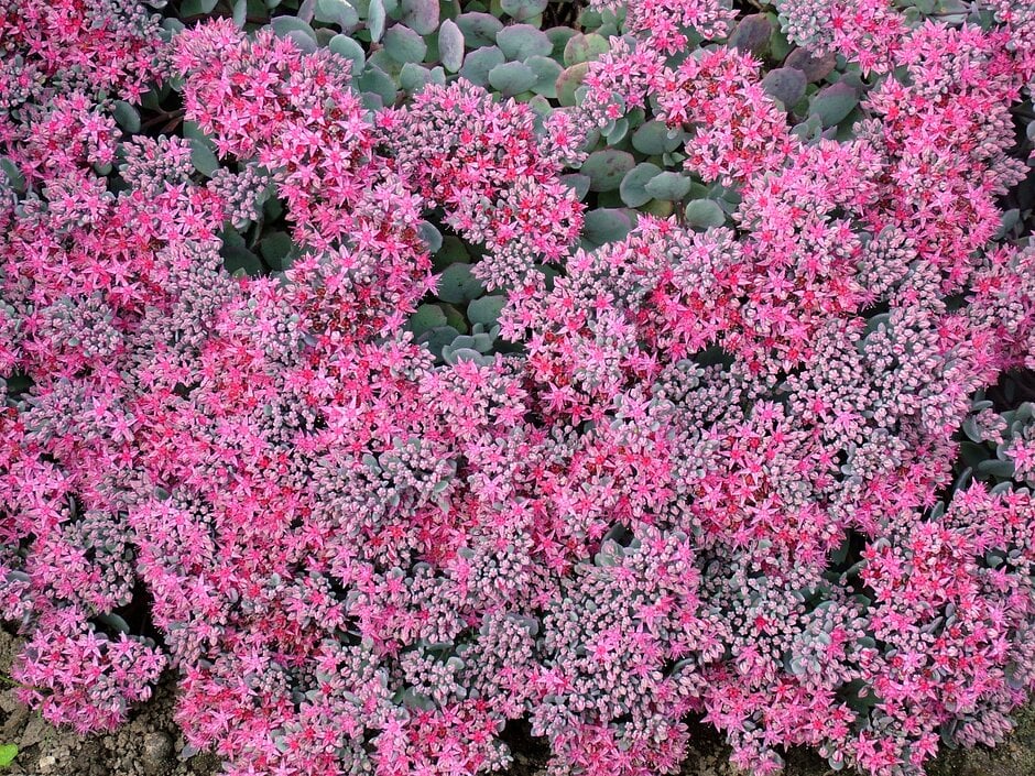 cliff-dwelling stonecrop 'Lidakense'