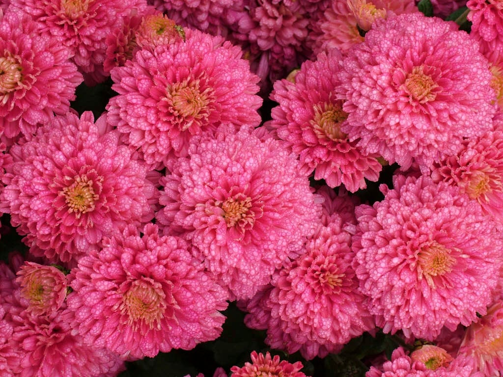 chrysanthemum [Debonair]
