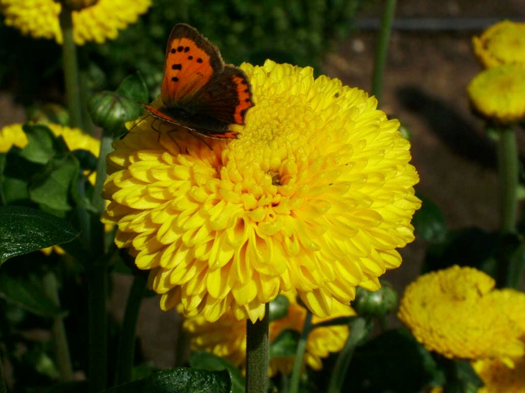 chrysanthemum 'Orno'