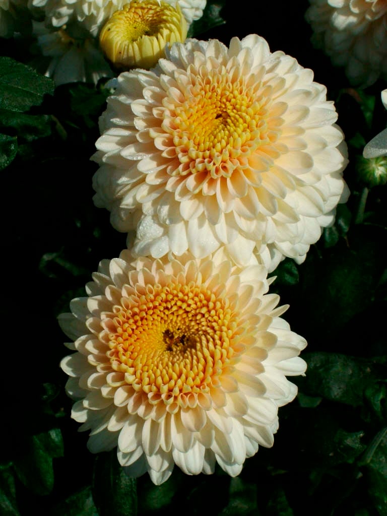 chrysanthemum 'White Margaret'