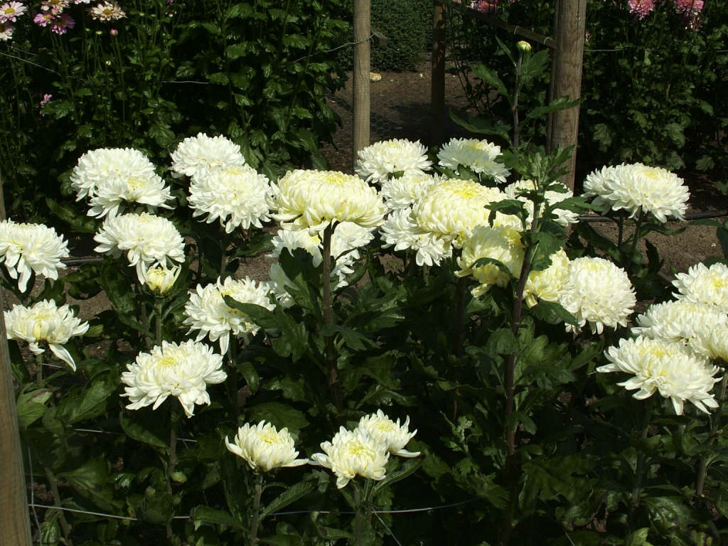 chrysanthemum 'White Allouise'