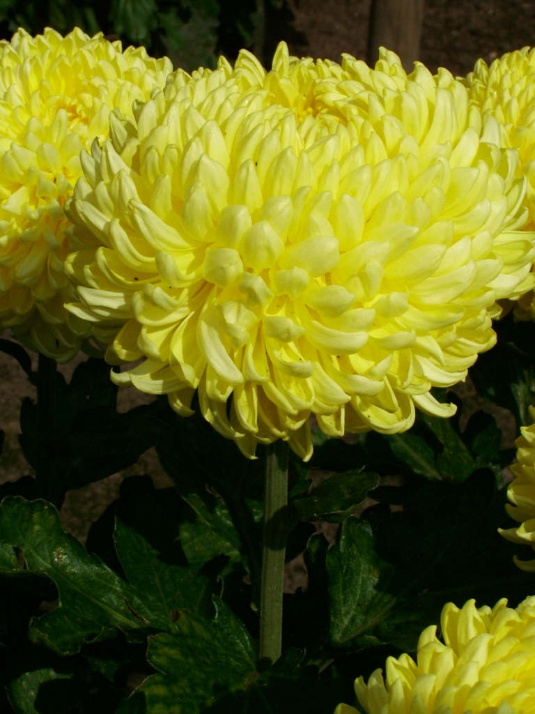 chrysanthemum [Dana]