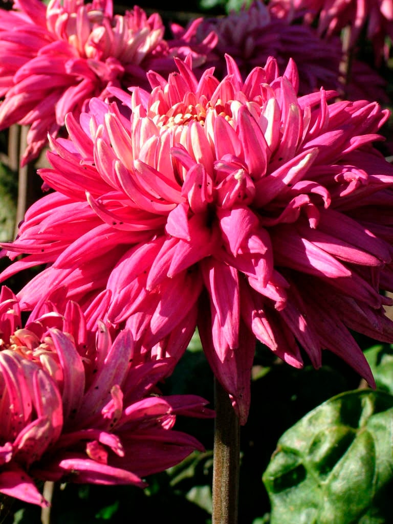 chrysanthemum 'Regalia'