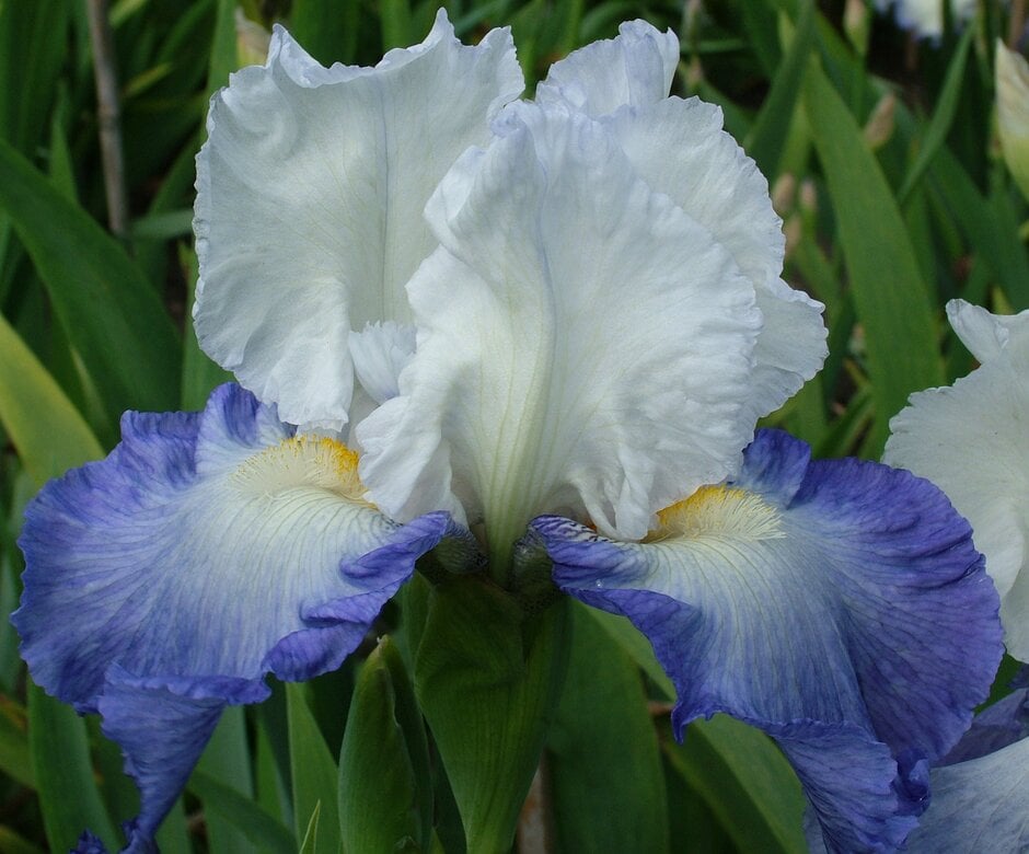 iris 'Alizes'