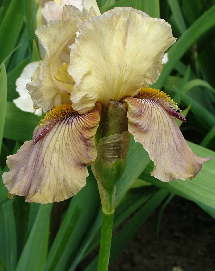 iris 'Thornbird'