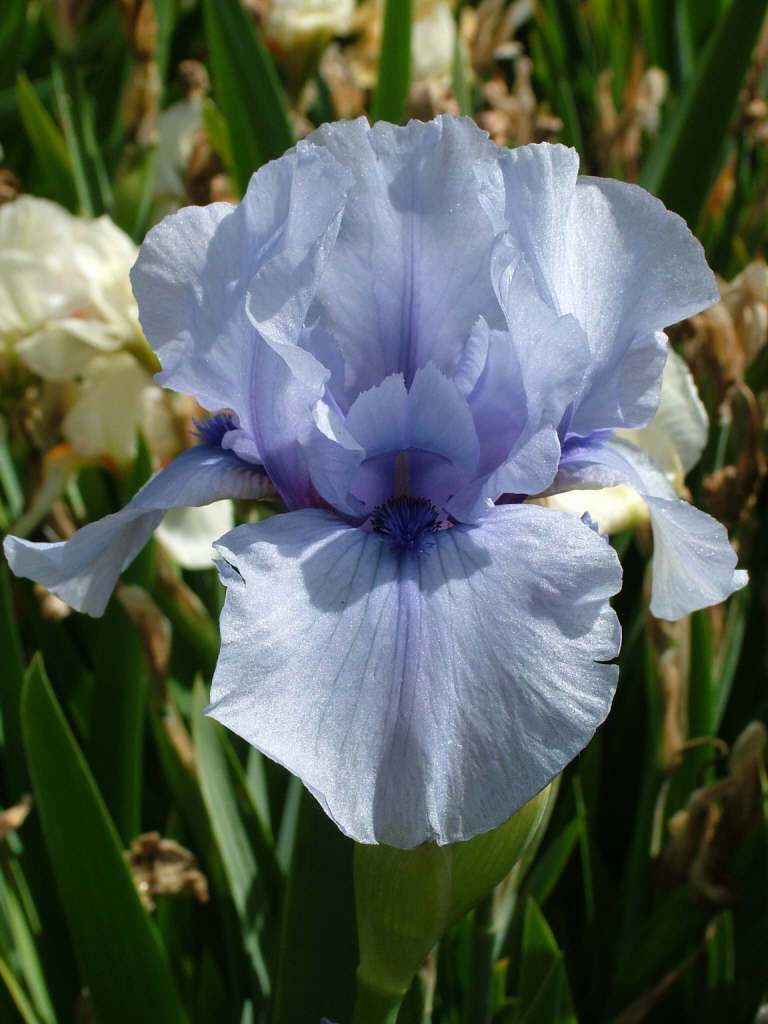 iris 'Bold Stroke'
