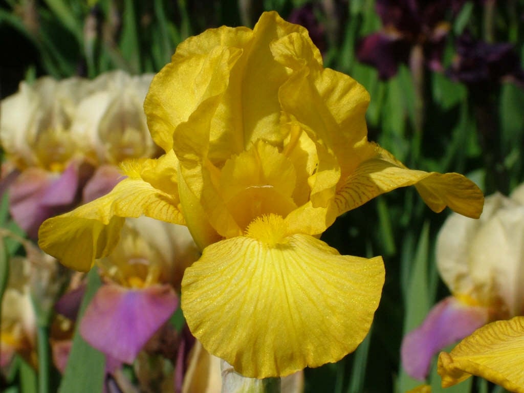 iris 'Chickee'