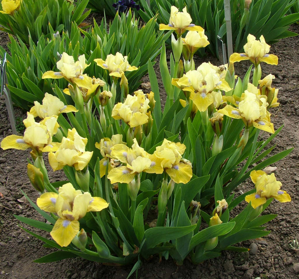 iris 'Mini Might'