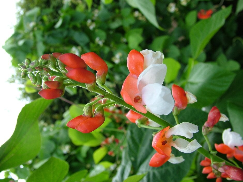 bean (runner) 'St George'