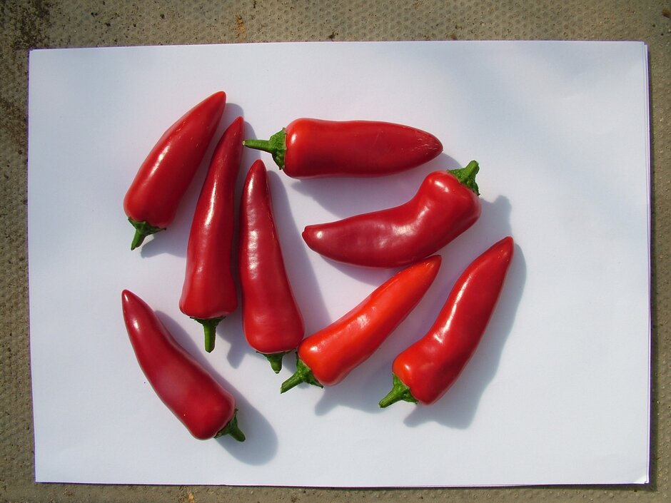 chilli pepper 'Fresno'