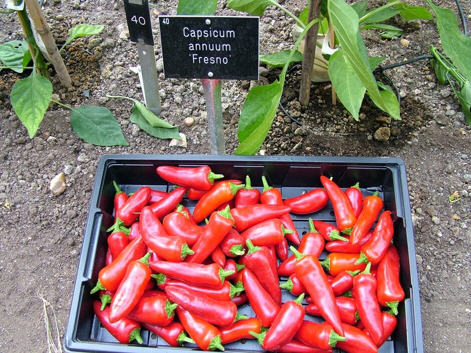chilli pepper 'Fresno'