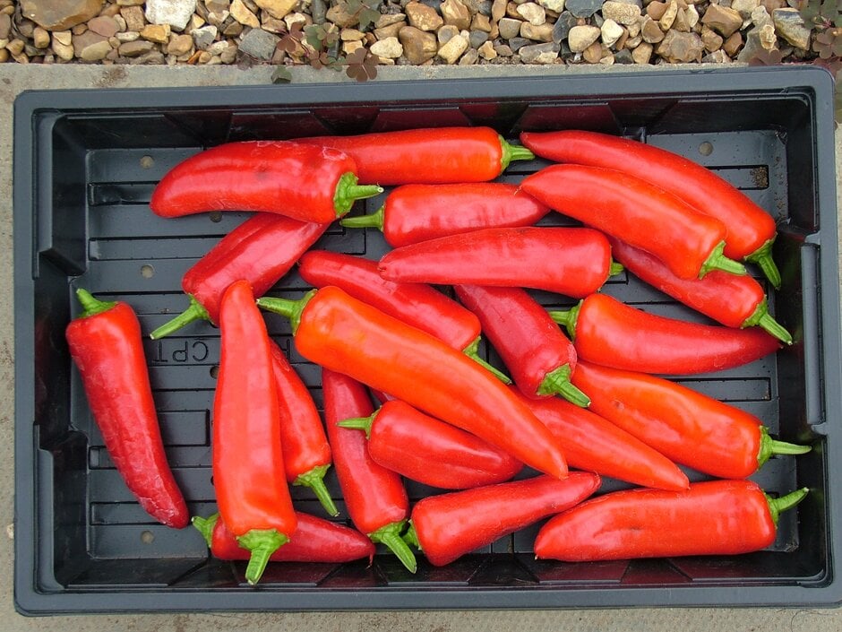 chilli pepper 'Hungarian Hot Wax'
