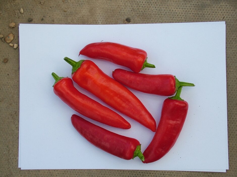 chilli pepper 'Hungarian Hot Wax'
