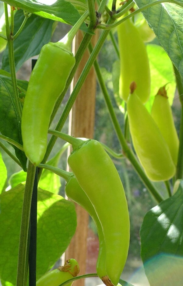 chilli pepper 'Hungarian Hot Wax'