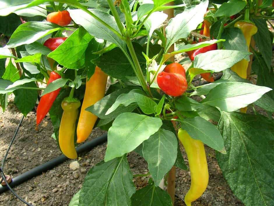 chilli pepper 'Hungarian Hot Wax'
