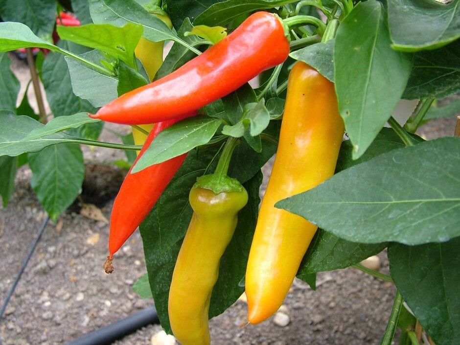 chilli pepper 'Hungarian Hot Wax'