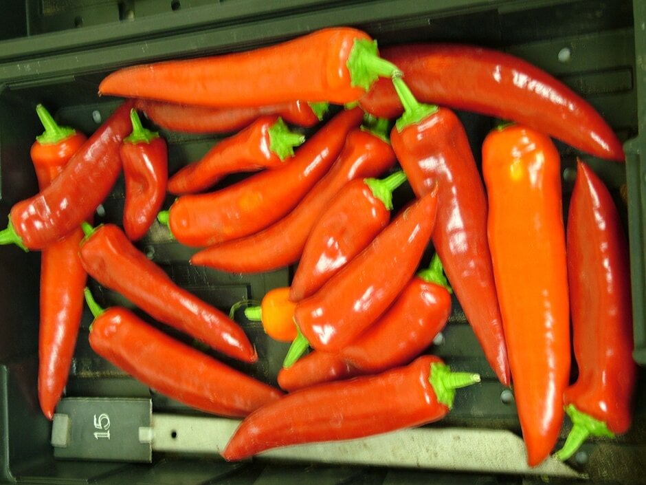 chilli pepper 'Hungarian Hot Wax'