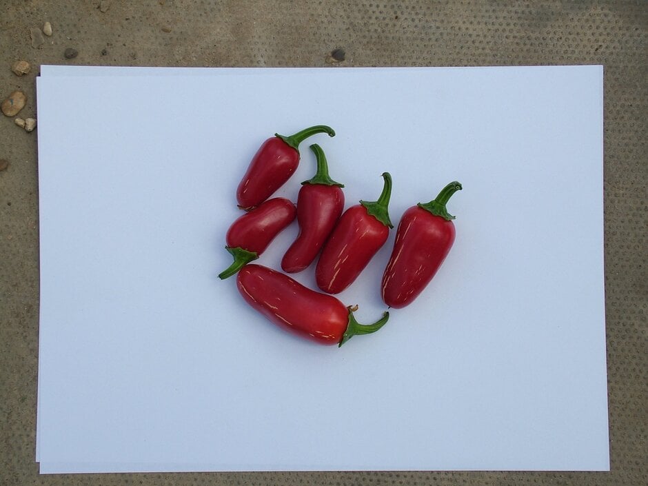 chilli pepper jalapeño
