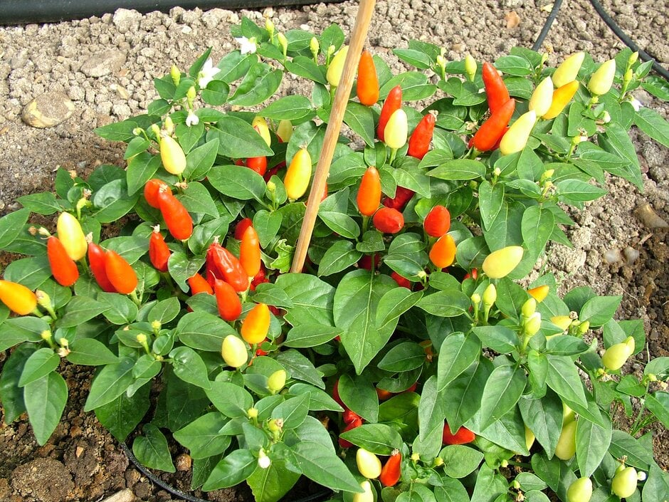 chilli pepper 'Prairie Fire'