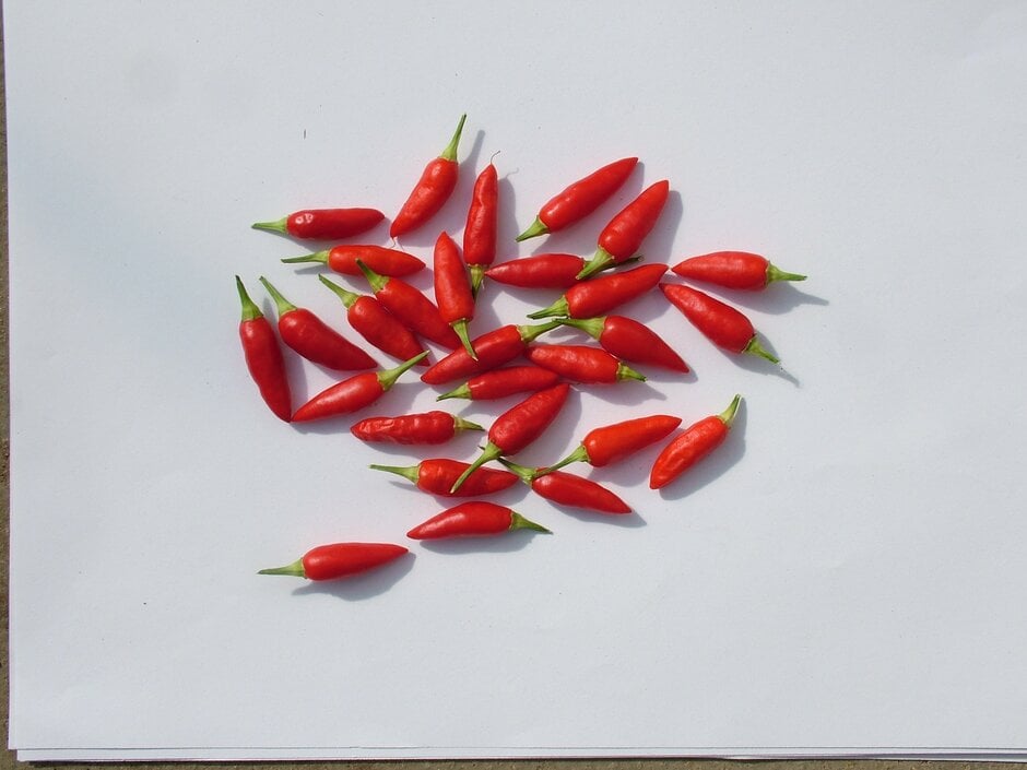 chilli pepper 'Prairie Fire'