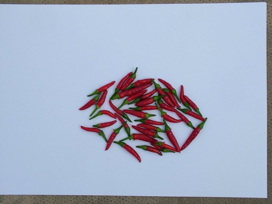 chilli pepper 'Demon Red'