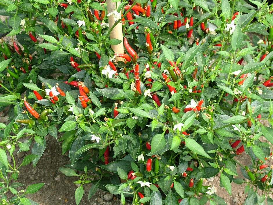 chilli pepper 'Demon Red'