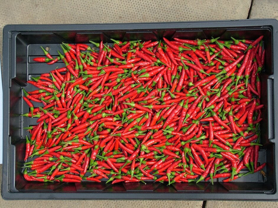 chilli pepper 'Demon Red'