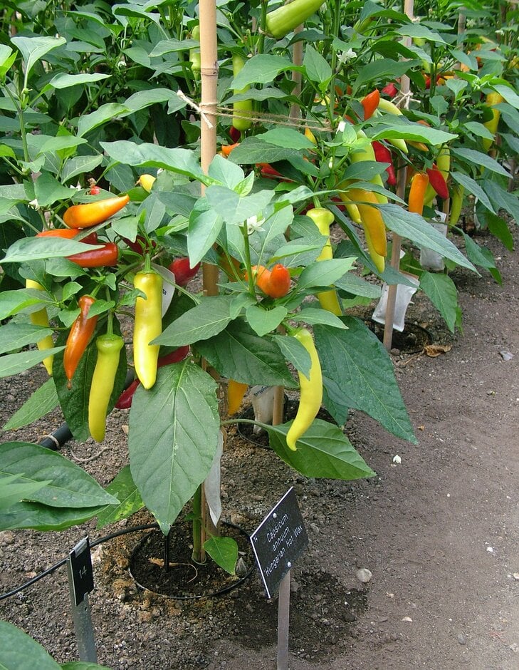 chilli pepper 'Hungarian Hot Wax'