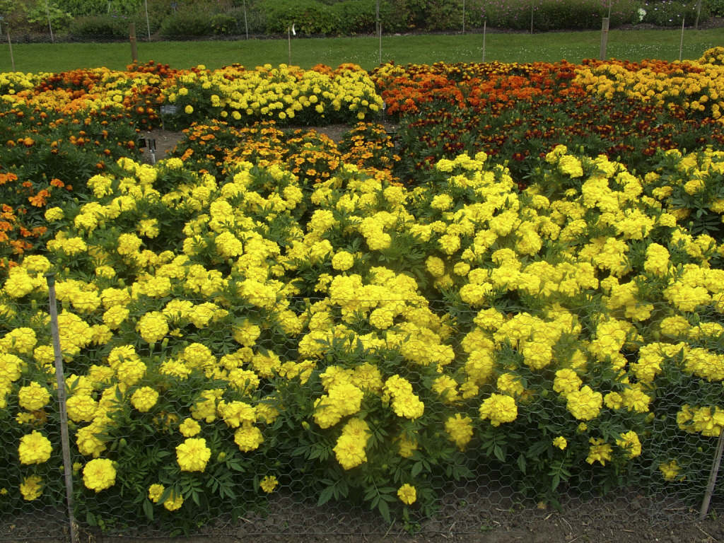 Tagetes &Zenith Lemon Yellow& (Zenith Series) French marigold &Zenith