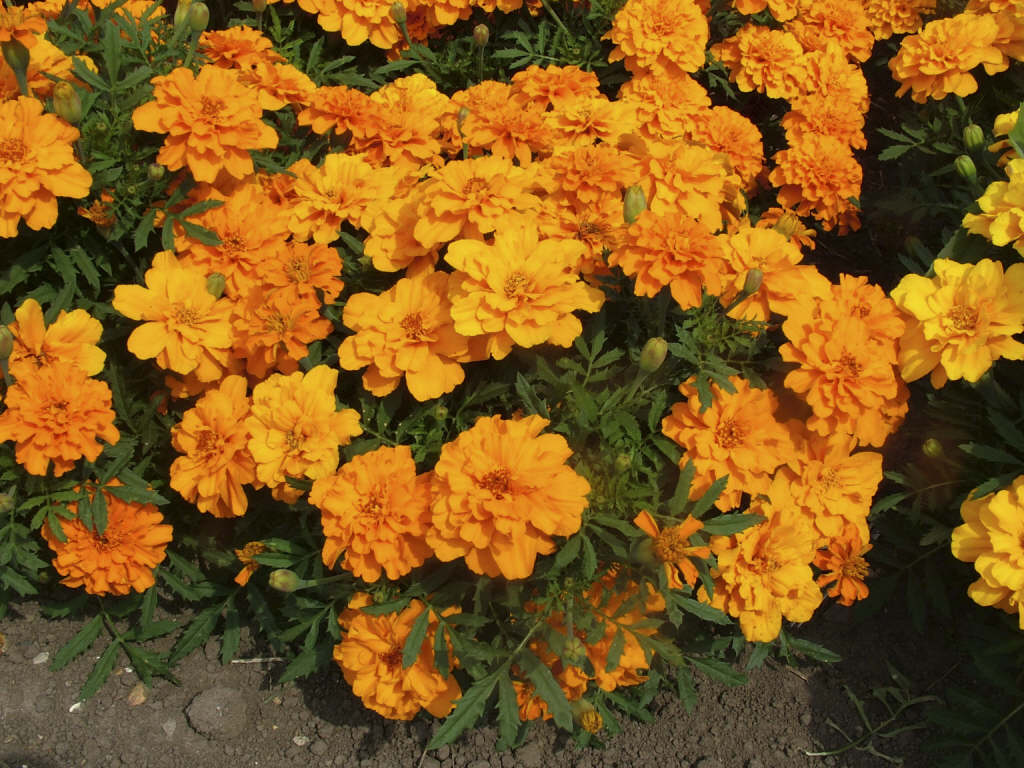 French marigold 'Safari Scarlet'