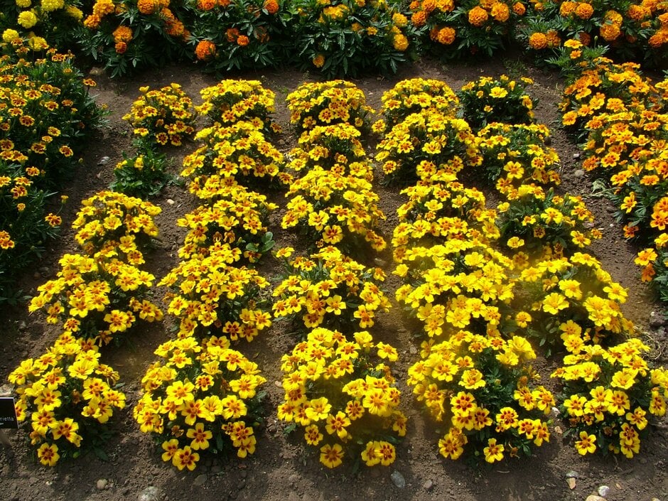 French marigold 'Naughty Marietta'