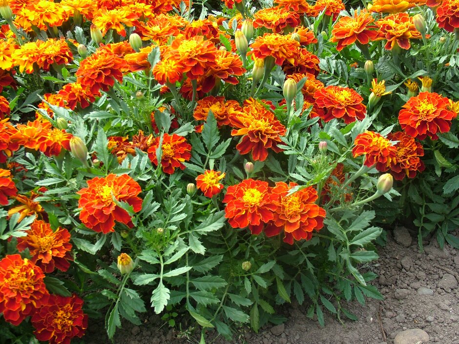 French marigold 'Red Cherry'