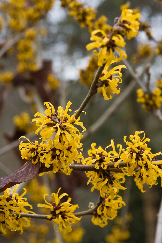 Hamamelis 'Doerak'|witch hazel 'Doerak'/RHS Gardening
