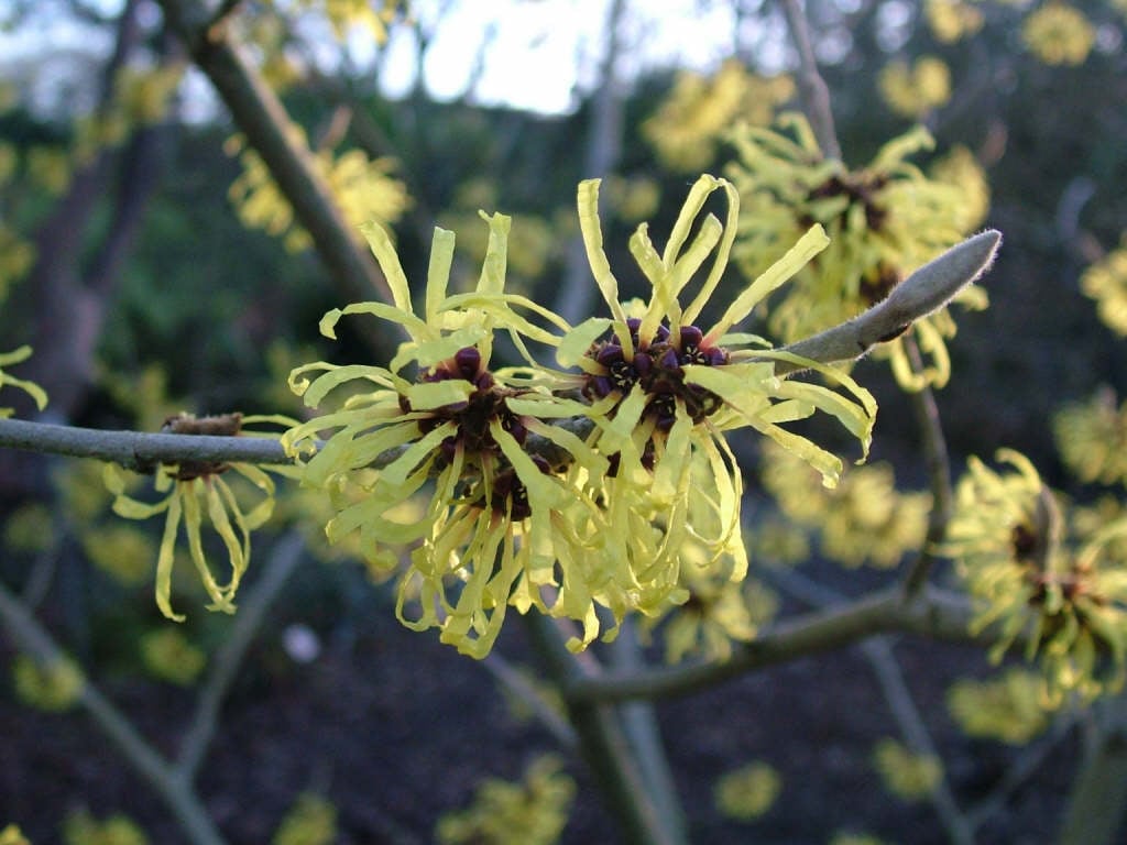 witch hazel 'Wisley Supreme'